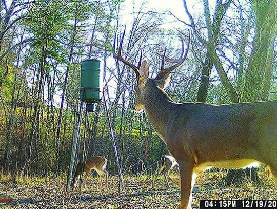 2022 Whitetail Preview