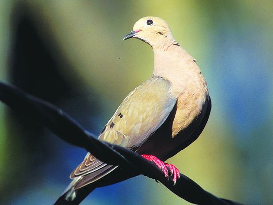 2025-26 Dove Outlook