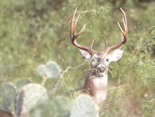 2025-26 Whitetail Forecast