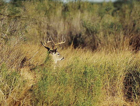 2025 Deer Hunting Preview
