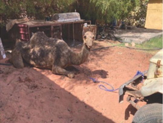 “A Camel in the Desert”