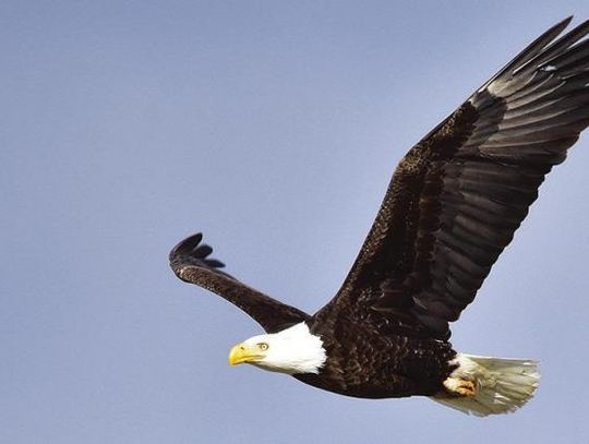 America’s First Bird