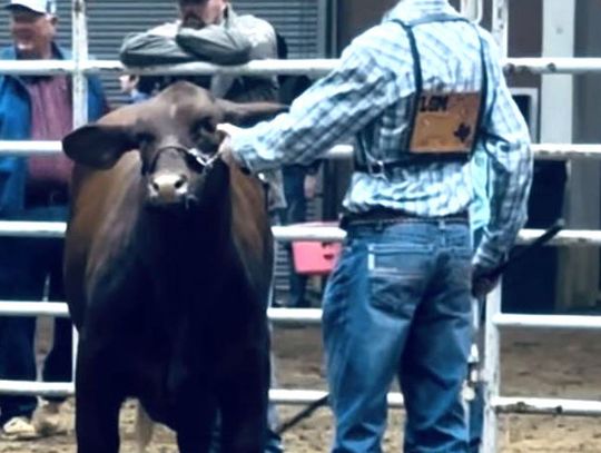 Avery FFA