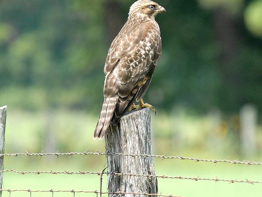 Birds of Prey--Some up close encounters with raptors that make their living off the land