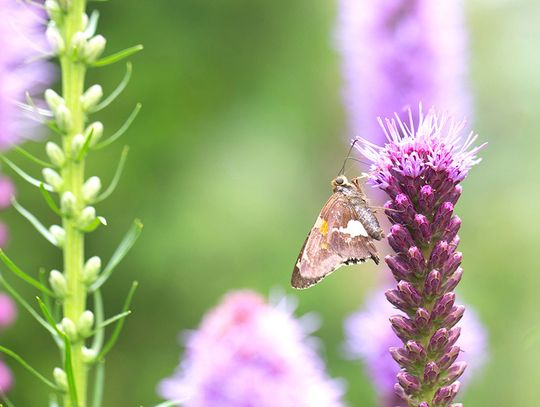Bulbs with Season Long Color and Pollinator Appeal