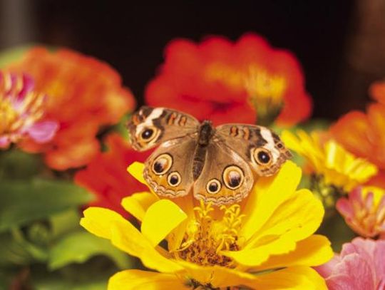Butterflies are free to fly at Little Country Greenhouse
