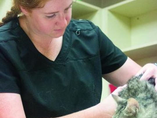 Caitlynn Moon joins team at DeKalb Animal Hospital