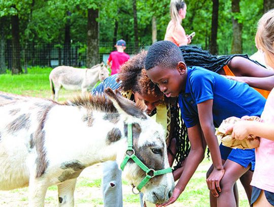 Camels, Kangaroos and Giraffes, Oh My!