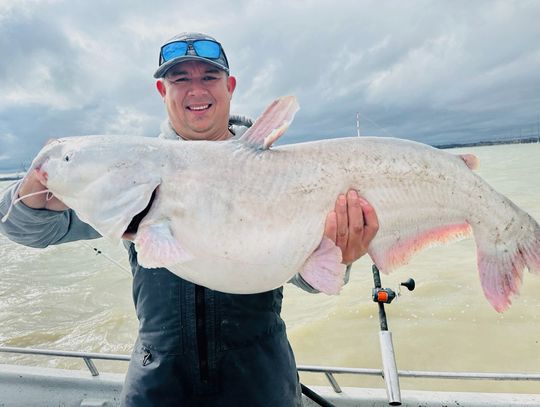Cats of a Different Color--Water conditions and genetic mutations can impact colors in fish