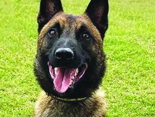 DeKalb Police Department growing by four paws