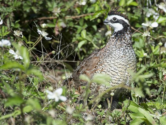Doing Your Part--Hunter response to harvest surveys a vital tool in wildlife management, participation is lagging