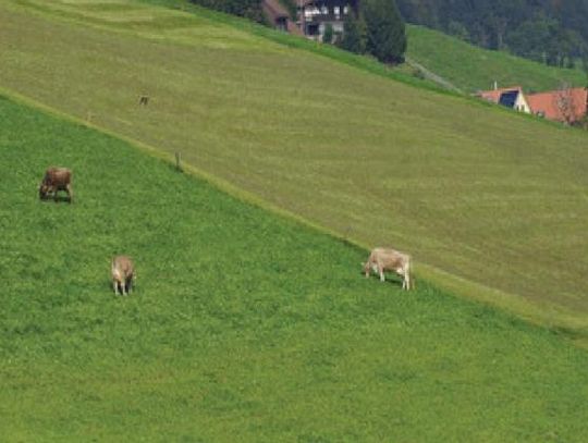 Drought assistance available for ranchers hurt by heatwave