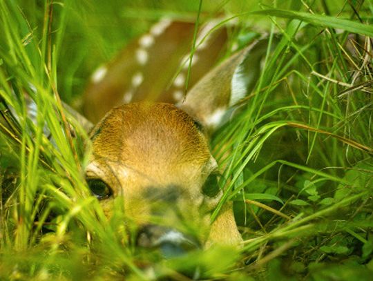 Fawn in a Field--Happy ending encounter begins with separation, maternal instincts lead doe to fawn