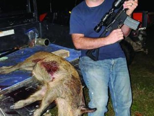 Feral hogs an ever growing nuisance in NE Texas