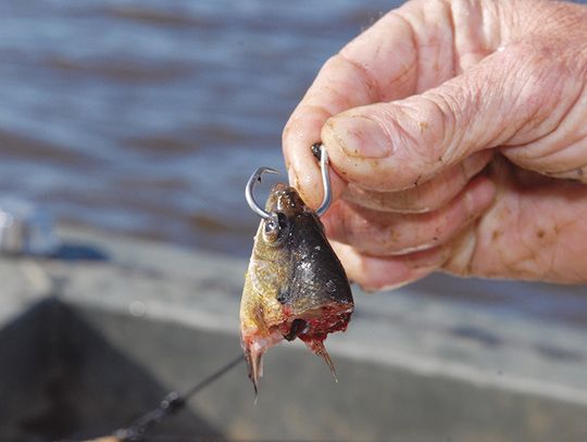 Fishin’ For Answers: An angler’s quiz to test your knowledge of playing the game in freshwater