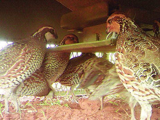 For Love of Quail: Texas quail research leads to FDA approval of medicated feed for stamping out parasites