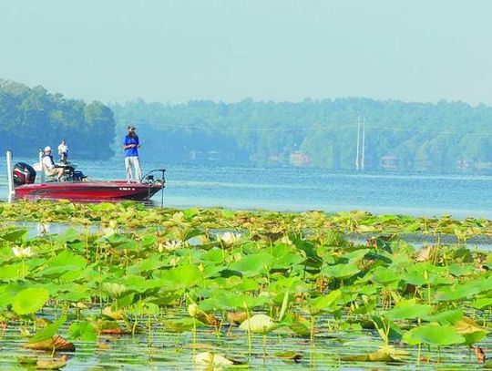 Let’s Get Froggy: An angler’s guide for taking Kermit for a fall stroll around heavy vegetation