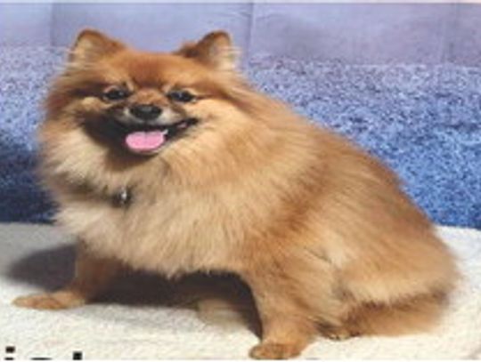 Lost Dog
