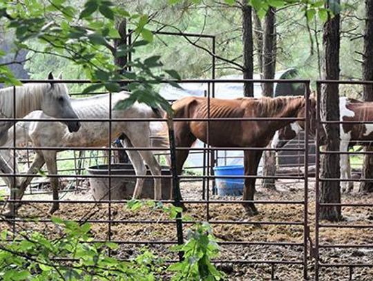 More than 150 equines seized from Camp County horse rescue
