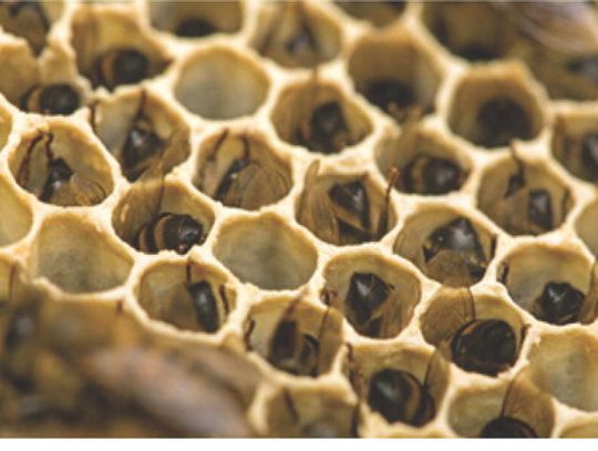 My Bees are Not Doing Well