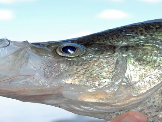 “No Cull” Crappie Fork, Lake ‘O The Pines reminded of special wintertime regulation
