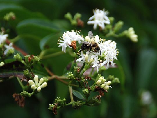 Plant a few trees for you and the bees
