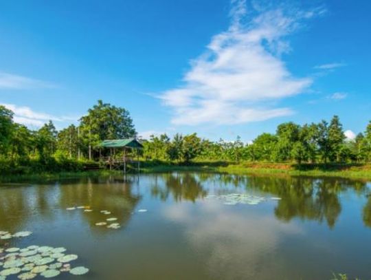 Pond Maintenance—Part II