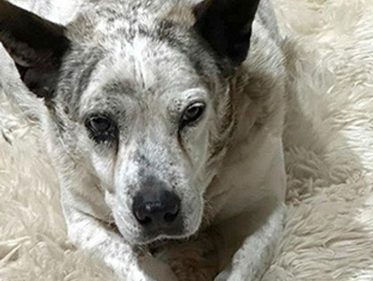 Reward offered for info on local dog killer