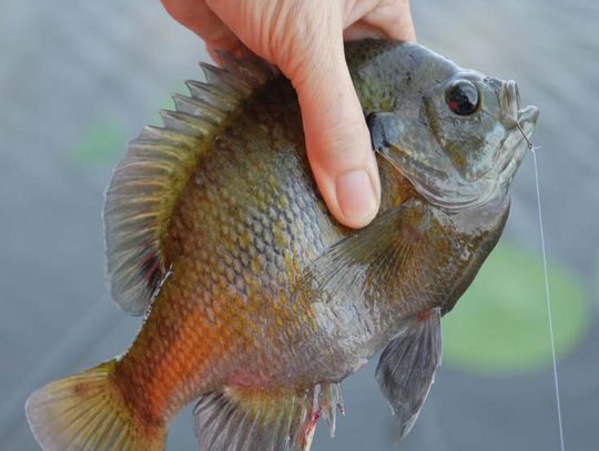 Silver Bullets: Secret weapons for fishing don’t exist