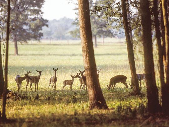 Speaking Up: TPWD encouraging public comments on big game, migratory and upland game bird proposals