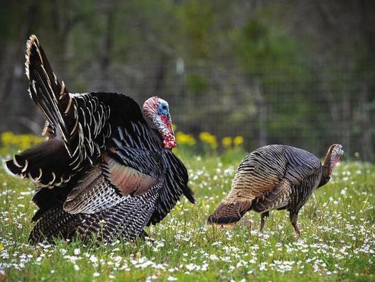 Spring Turkey Preview