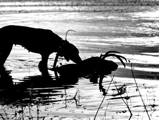 Talkin’theTalk--Avocabularylessontomake sense of the chatter about white-tailed deer