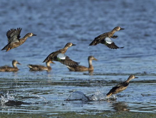 Teal Time-Early season underway, excellent conditions point to good season despite lagging numbers