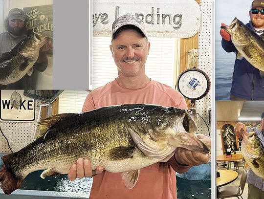 The Bass That Keeps on Biting
