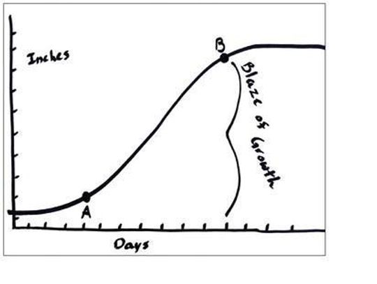 The ‘S’ curve growth of forages