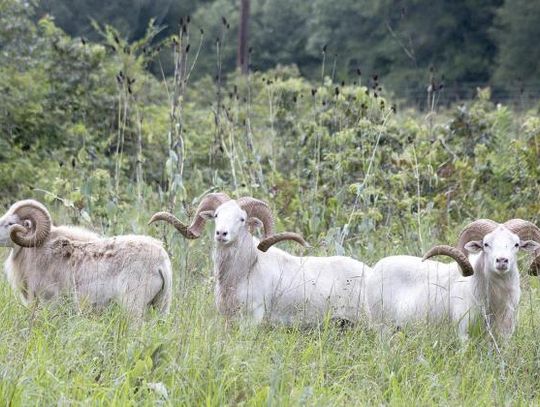 The wild animals of the world come to Bowie County