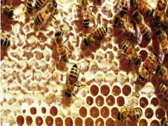 “Where does honey come from?”