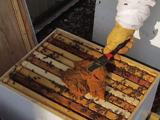 “Why do Beekeepers Feed their Honeybees?”