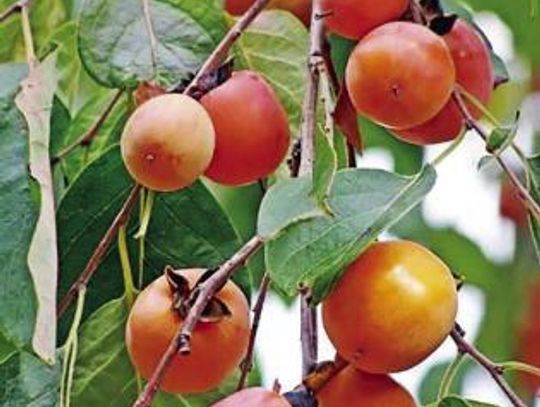 “You Can Graft a Persimmon Tree?!?”