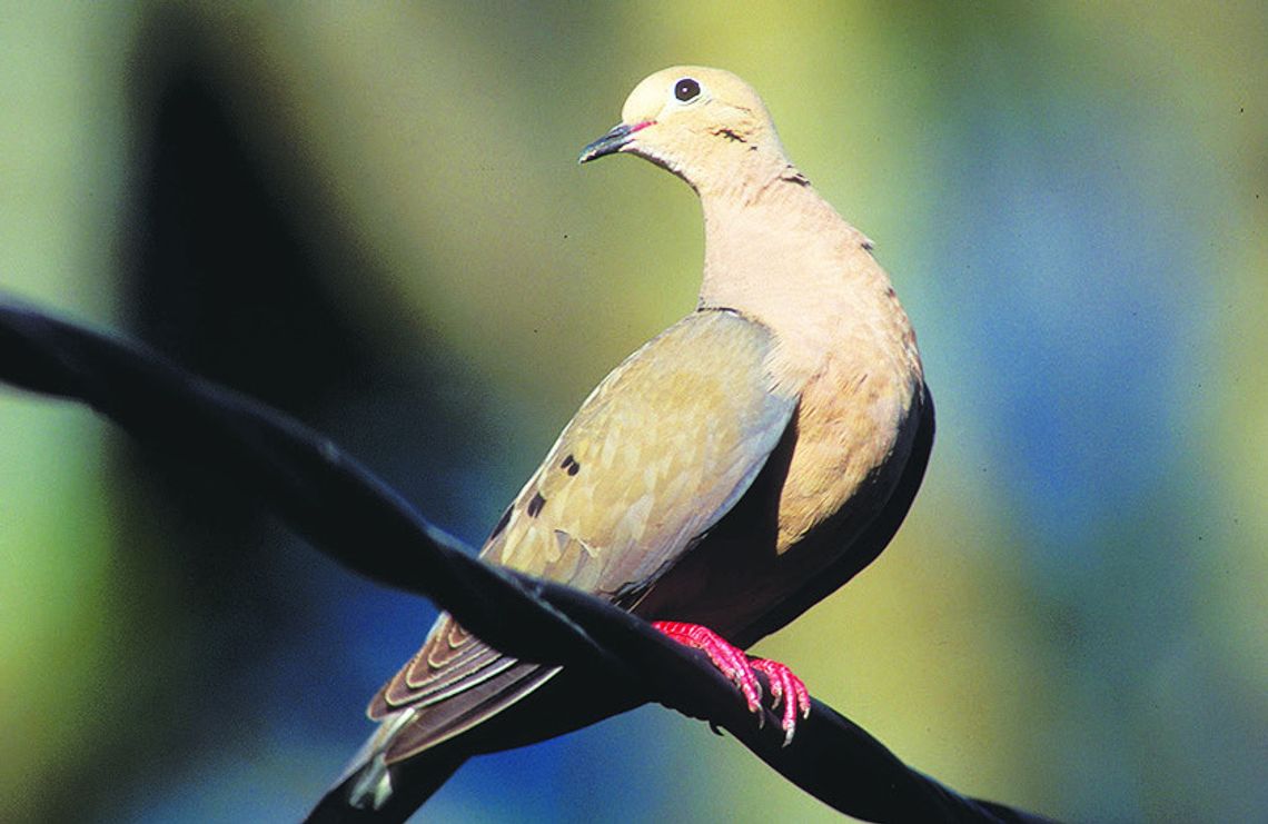 2025-26 Dove Outlook