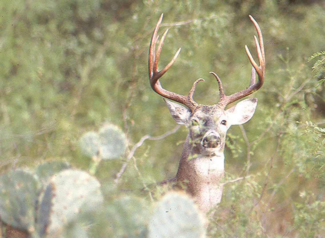 2025-26 Whitetail Forecast