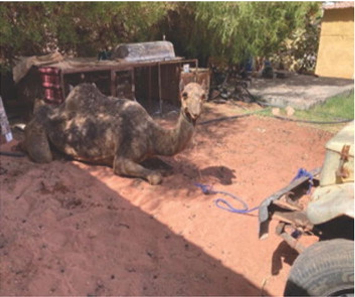“A Camel in the Desert” “A Camel in the Desert”