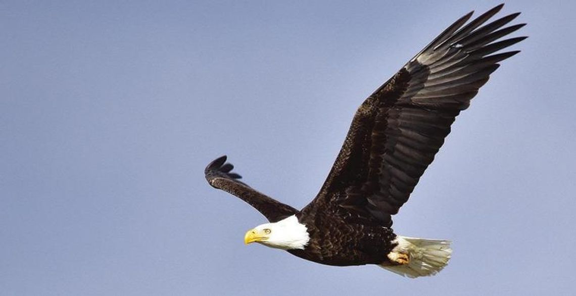 America’s First Bird