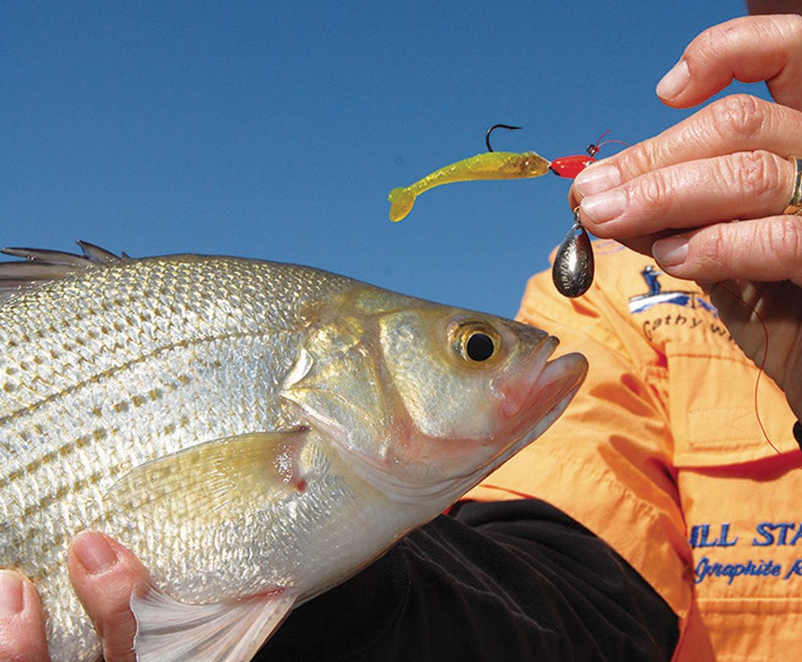 Baits to Bank On: Some offerings to have handy as white bass spawning run kicks into gear on river systems across eastern Texas Baits to Bank On: Some offerings to have handy as white bass spawning run kicks into gear on river systems across eastern Texas