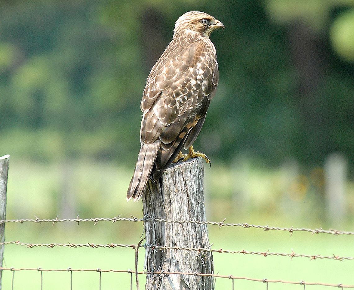 Birds of Prey--Some up close encounters with raptors that make their living off the land Birds of Prey--Some up close encounters with raptors that make their living off the land