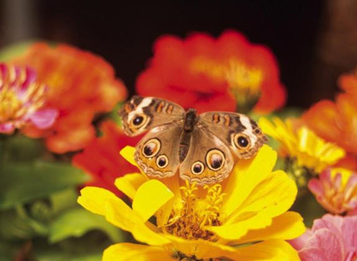 Butterflies are free to fly at Little Country Greenhouse