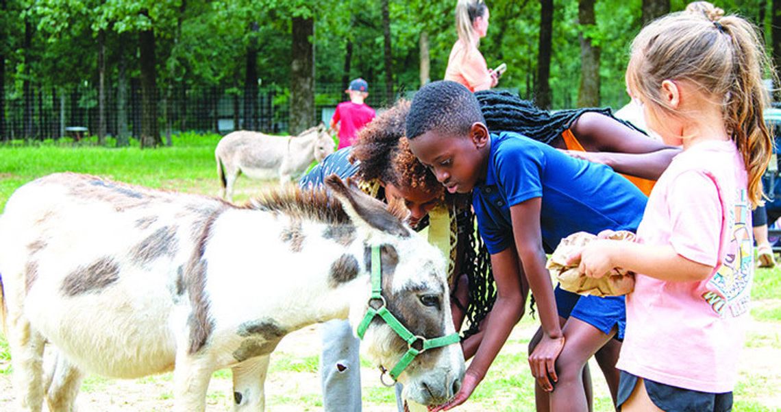 Camels, Kangaroos and Giraffes, Oh My!