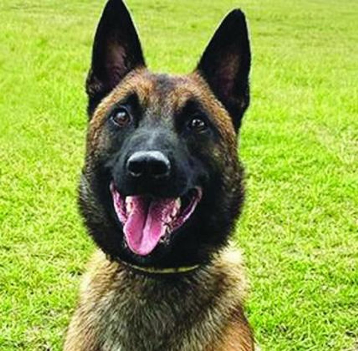 DeKalb Police Department growing by four paws