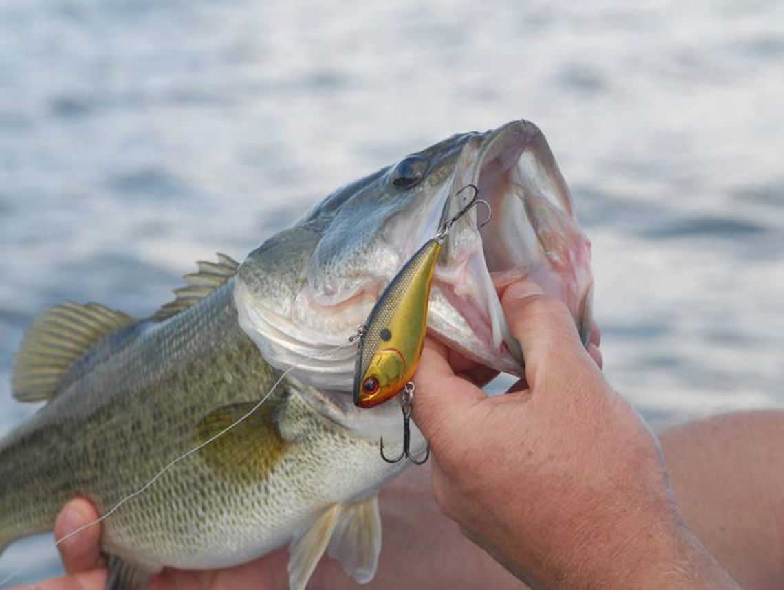 Fall fishing heating up as water temperatures chill on lakes across the state