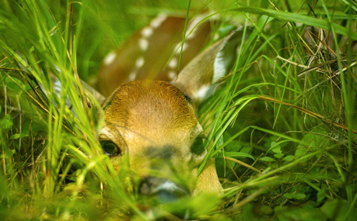 Fawn in a Field--Happy ending encounter begins with separation, maternal instincts lead doe to fawn